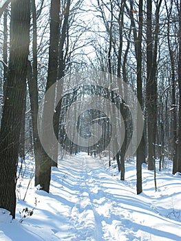 Winter forest landscape