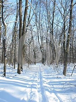 Winter forest landscape