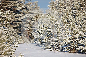 Winter forest landscape