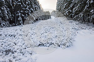 Winter forest landscape