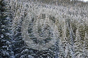 Winter forest landscape