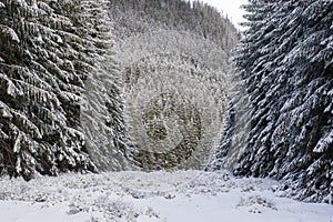 Winter forest landscape