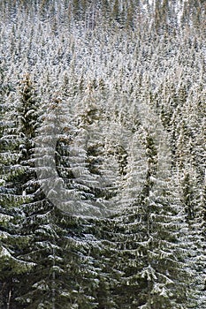 Winter forest landscape