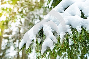 Winter forest landscape.