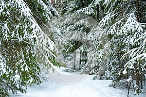 Winter forest landscape.