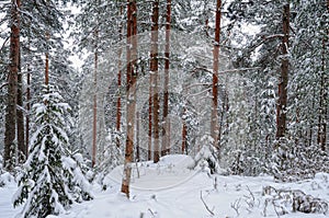 Winter forest landscape.