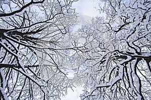 Winter forest landscape