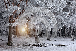 Winter Forest Landscape