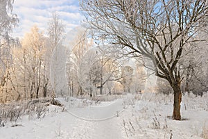 Winter forest landscape