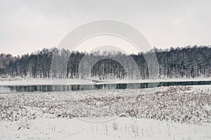 Winter forest landscape