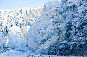 Winter Forest Landscape aerial view