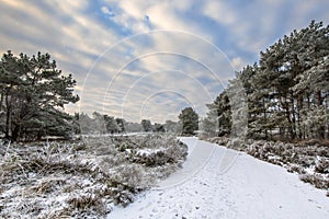 Winter forest landscape Assen Drenthe