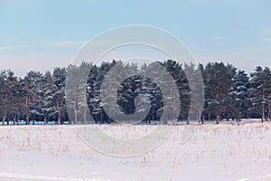 Winter forest landscape background