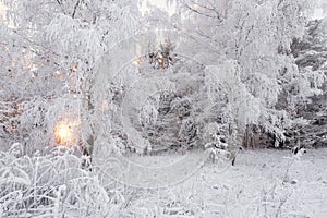 Winter Forest Landscape. Beautiful Snow White, Covered With Hoarfrost, Winter Birch Forest. Sun, Snow-Covered Birch Grove And Snow