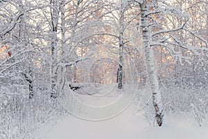 Winter Forest Landscape. Beautiful Winter Morning In A Snow-Covered Birch Forest. Snow Covered Trees In The Winter Forest. Real Ru