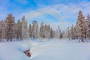 Winter forest landscape, big size