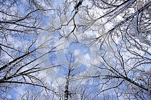 Winter forest landscape with blue sky and clouds