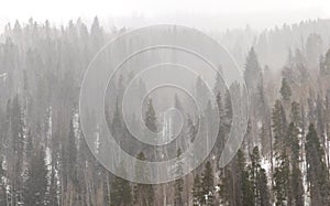 Winter Forest Landscape in Colorado Mountains