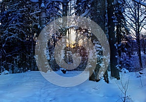 Winter forest landscape the evening the sun sets the snow spruce