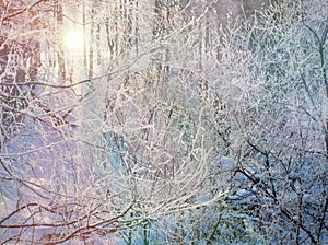 Winter forest landscape the evening the sun sets the snow spruce