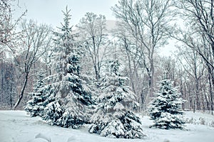 Winter forest landscape. Fir trees covered with snow after the snowfall