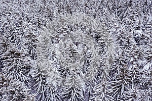 Winter forest landscape. fir trees, covered with snow after a snowfall. aerial photo