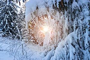 Winter forest landscape. Frost nature scene with beautiful snow, morning sun, blue sky. Snowy white Christmas tree in sunshine.