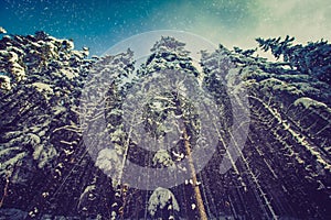 Winter forest landscape of high pines covered with snow at morning sunlight.