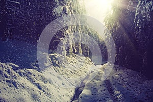 Winter forest landscape of high pines covered with snow at morning sunlight.