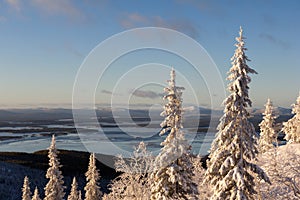 Winter forest landscape, Kola Peninsula, Russia