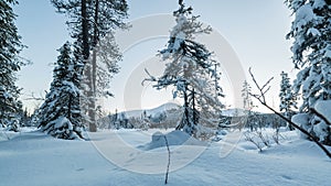 Winter forest landscape in Lapland