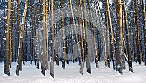 Winter forest landscape