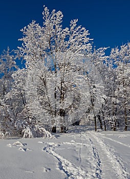 Winter forest landscape, Siberia!