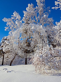 Winter forest landscape, Siberia!