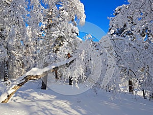 Winter forest landscape, Siberia!