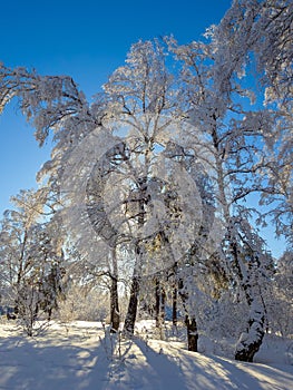 Winter forest landscape, Siberia!