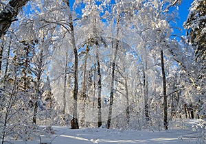 Winter forest landscape, Siberia!