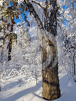 Winter forest landscape, Siberia!