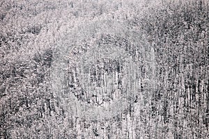 Winter forest landscape snow covered