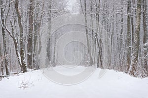 Winter Forest Landscape. Snow-Covered Road In The Forest During The Snowfall. Winter Story With Snow-Covered Forest And Road Amon