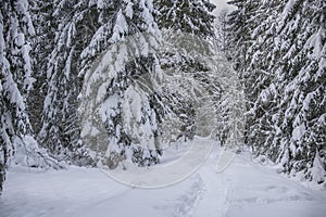 Winter forest landscape with snow covered trees. Winter road in forest. Nature winter background