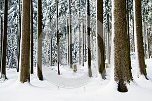 Winter forest landscape. Snow on tree during winter.