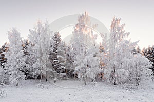 Winter Forest Landscape. The Snow White Birch Forest Covered With Hoarfrost.Winter Birch Grove At Sunset In Pink Tones. Few Winte photo