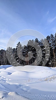 winter forest landscape snowdrifts and blue sky winter clear sunny frosty day siberia russia