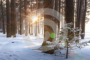 Winter forest landscape. Snowy winter scene of trees in woodland at sunrise. Bright sun rays shine through tree