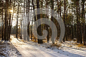 Winter forest landscape sun rays