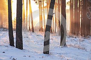 Winter forest landscape at sunrise in morning. Bright yellow sunlight shining behind Trunks of pine trees in forest