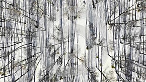 Winter forest landscape and sunset, snow winter trees, beautiful nature, aerial view