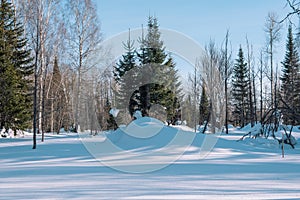 Winter forest landscape. Taiga in the winter. Siberian forest in winter. Snow covered trees. Christmas trees under the snow