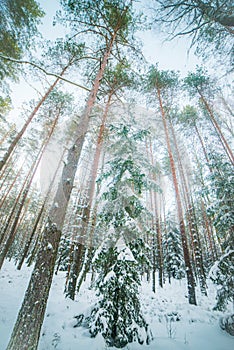 Winter forest landscape of tall trees